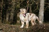 BERGER AUSTRALIEN PUPPIES 632
